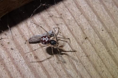 Steatoda triangulosa